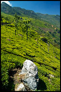 South India - Ooty