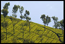 Tea Plantation, Ooty, South India