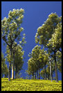 Tea Plantation, Ooty, South India