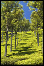 Tea Plantation, Ooty, South India