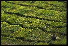 Tea Plantation, Ooty, South India