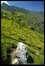 Photos in category South India - Ooty