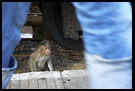 Monkey By Ooty Train, Ooty, South India