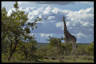 Giraffe And Clouds, Thomson's Falls, Kenya
