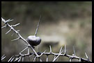 Thorns, Hell's Gate, Kenya