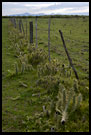 Fence And Cactuses, Lake Naivasha, Kenya