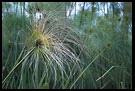 Flower Abstraction, Lake Naivasha, Kenya