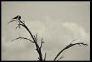 Love In The Middle Of The Desert, Northern Part, Kenya