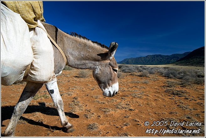 Endless Journey - The Suguta Valley-Nature, Kenya