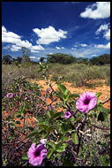 Kenya - Nature Of The Suguta Valley