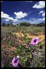 Photos in category Kenya - The Suguta Valley-Nature