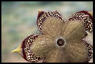 Star Of The Desert, The Suguta Valley-Nature, Kenya