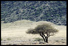 Tree By A Mountain, The Suguta Valley-Nature, Kenya