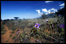 Hitchhikers, The Suguta Valley-Nature, Kenya