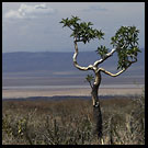 Resistance, The Suguta Valley-Nature, Kenya