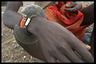 Wrist knife, Turkana Tribe, Kenya