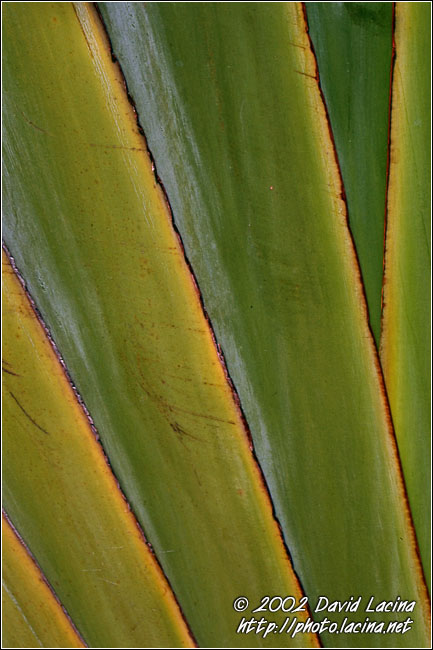leaf abscraction - Langkawi I., Malaysia