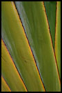leaf abscraction, Langkawi I., Malaysia