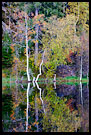 Autumn By Skomakertjern, Autumn in Nordmarka, Norway