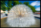 The Peacock Fountain, Best Of 2008, Norway