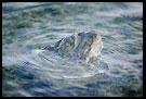 Rock In The Sea, Best Of 2008, Norway