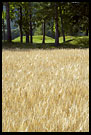 Medieval Burial-ground And Field, Best of 2006, Norway