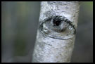 The God Sees You, Best of 2006, Norway