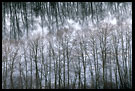Trees And River, Best of 2006, Norway