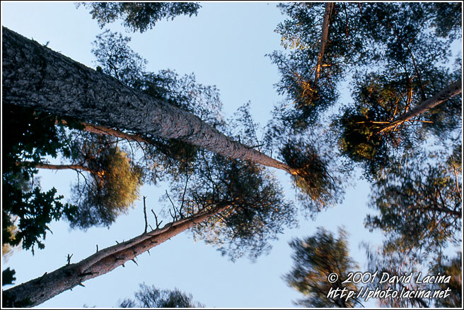 trees agains sky - Best of 2001, Norway