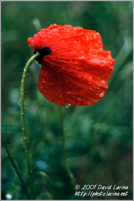sad poppy - Best of 2001, Norway