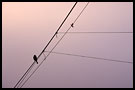 bird on boat mast, Best of 2001, Norway