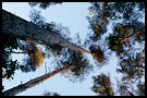 trees agains sky, Best of 2001, Norway