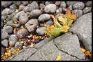 fall is comming, Best of 2001, Norway