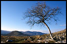 lonely tree, Best of 2001, Norway