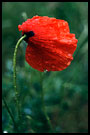 sad poppy, Best of 2001, Norway