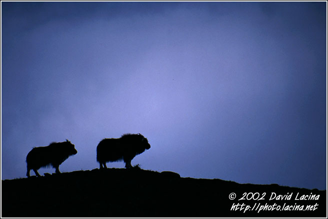 Musk-oxes - Best of 2002, Norway