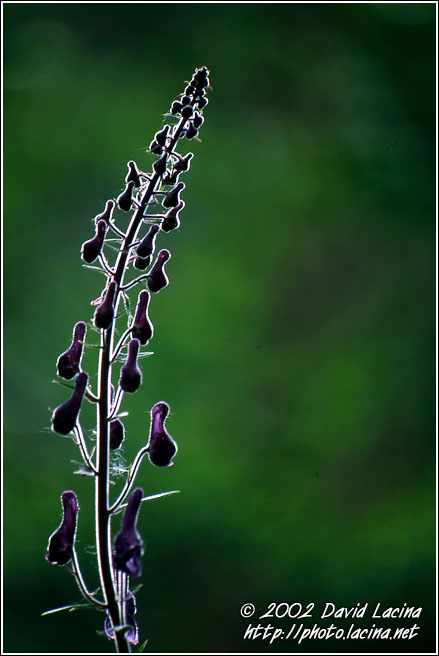 Detail Of Flower - Best of 2002, Norway