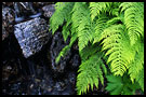 fern by stream, Best of 2002, Norway
