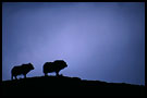 musk-oxes, Best of 2002, Norway