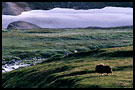 musk-ox, Best of 2002, Norway