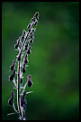 detail of flower, Best of 2002, Norway