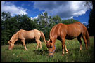 horses, Best of 2002, Norway