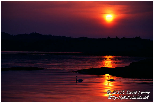 swan in sunset - Best of 2003, Norway