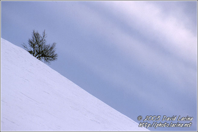 skiing tree - Best of 2003, Norway