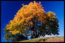 Beautiful Autumn, Best of 2003, Norway