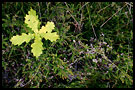 Isolation II., Best of 2003, Norway