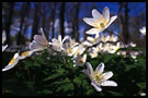 flowers in bloom, Best of 2003, Norway