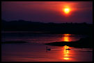 swan in sunset, Best of 2003, Norway