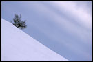 skiing tree, Best of 2003, Norway