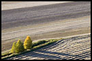 Lonely Trees On A Field, Best of 2004, Norway